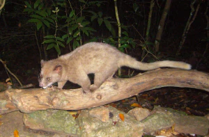 Шри-ланкский мусанг (Paradoxurus zeylonensis)