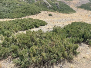 Можжевельник казацкий (Juniperus sabina)