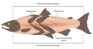 Мускулатура рыб