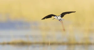 Ходулочник (Himantopus himantopus) в полёте