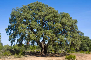 Дуб каменный (Quercus ilex)