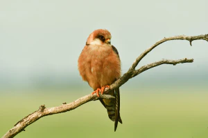 Кобчик (Falco vespertinus). Самка