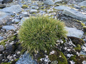 Щучка антарктическая (Deschampsia antarctica)