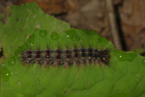 Непарный шелкопряд (Lymantria dispar). Гусеница
