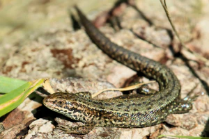 Живородящая ящерица (Lacerta vivipara)