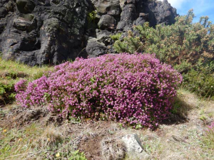 Вереск обыкновенный (Calluna vulgaris). Общий вид