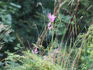 Астильба Арендса (Astilbe × arendsii)
