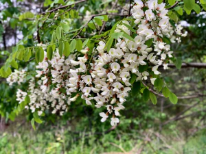 Робиния лжеакация (Robinia pseudoacacia). Соцветия