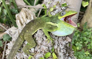 Анолис-рыцарь (Anolis equestris)