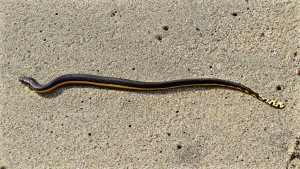Двухцветная пеламида (Hydrophis platurus)