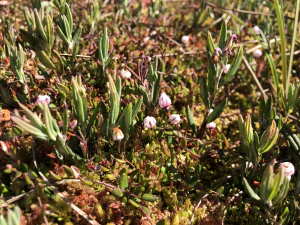 Клюква болотная (Vaccinium oxycoccos)