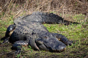 Миссисипский аллигатор (Alligator mississippiensis). Общий вид