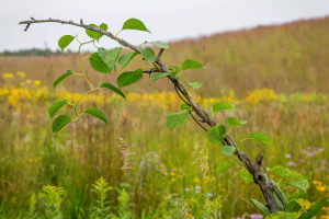 Древогубец лазящий (Celastrus scandens)