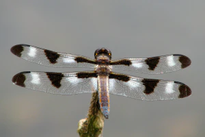 Стрекоза десятипятнистая (Libellula pulchella)