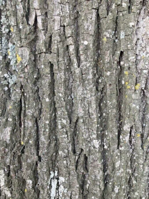 Липа крупнолистная (Tilia platyphyllos). Кора