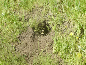 Крапчатый суслик (Spermophilus suslicus). Нора