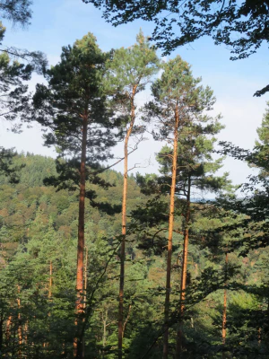 Сосна обыкновенная (Pinus sylvestris)