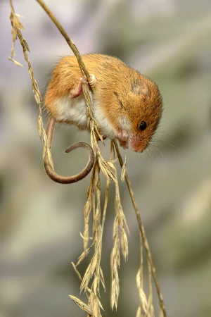 Мышь-малютка (Micromys minutus)