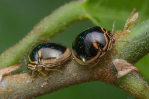 Полушаровидные щитники (Plataspidae)