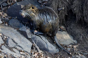 Нутрия (Myocastor coypus). Республика Корея