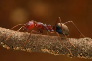 Мясной муравей (Iridomyrmex purpureus)