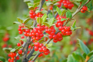 Шефердия канадская (Shepherdia canadensis). Плоды
