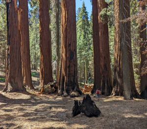 Секвойядендрон гигантский (Sequoiadendron giganteum). Стволы деревьев