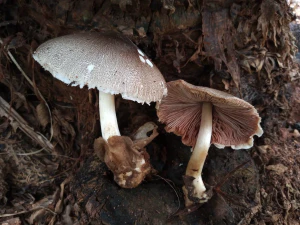 Вольвариелла вольвовая (Volvariella volvacea)