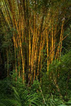 Бамбук обыкновенный (Bambusa vulgaris)