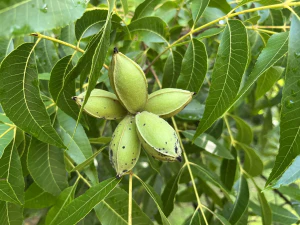 Кария пекан (Carya illinoinensis). Плоды