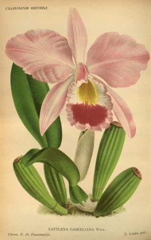 Каттлея Гаскелла (Cattleya gaskelliana). Ботаническая иллюстрация