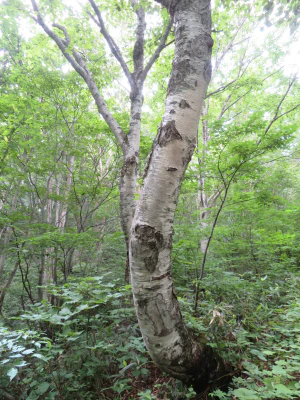 Берёза Максимовича (Betula maximowicziana). Ствол