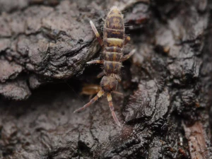 Энтомобрииды (Orchesella cincta)