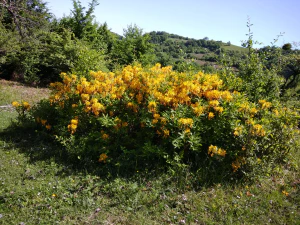 Рододендрон жёлтый (Rhododendron luteum)