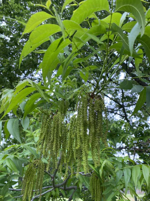 Кария пекан (Carya illinoinensis). Мужские соцветия