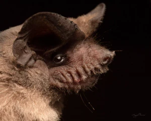 Складчатогуб бразильский (Tadarida brasiliensis)