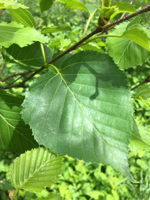 Берёза Эрмана (Betula ermanii). Лист