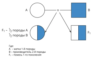 Схема двухпородного промышленного скрещивания