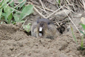 Обыкновенная слепушонка (Ellobius talpinus) в норе