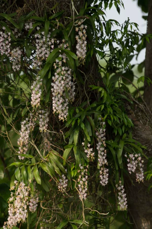 Аэридес душистая (Aerides odorata)