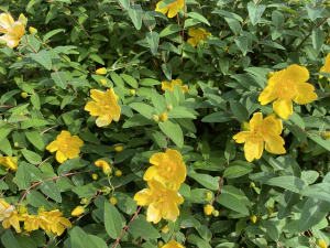 Зверобой чашечковый (Hypericum calycinum). Цветение