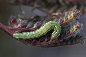 Люцерновая совка (Heliothis viriplaca). Гусеница