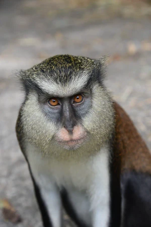 Мартышка мона (Cercopithecus mona)