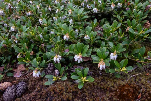 Толокнянка обыкновенная (Arctostaphylos uva-ursi). Общий вид