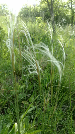 Ковыль красивейший (Stipa pulcherrima). Общий вид