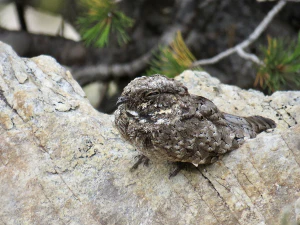 Белогорлый козодой (Phalaenoptilus nuttallii)