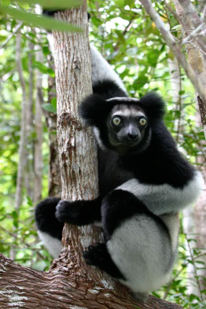 Бабакото (Indri indri)