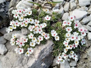 Проломник мохнатый (Androsace villosa)