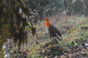 Серобрюхий трагопан (Tragopan blythii)