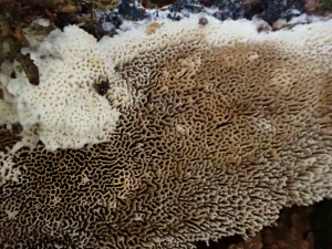 Антродия (Anthrodia sinuosa)